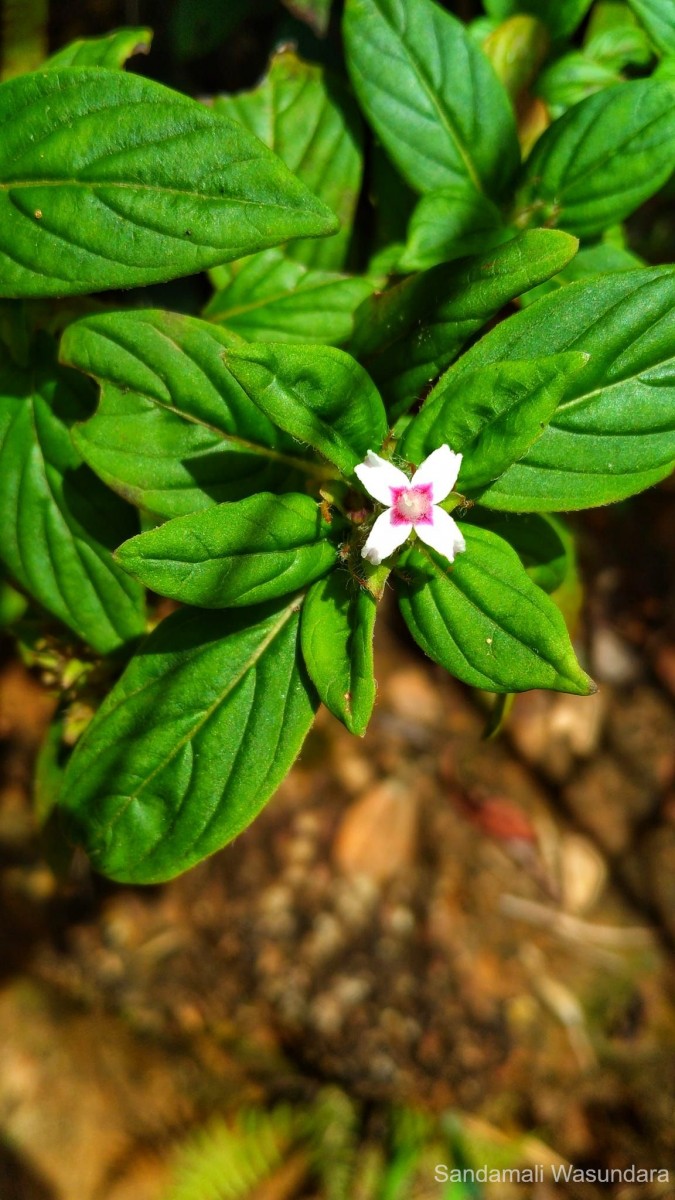 Knoxia platycarpa var. hirsuta (Arn.) Thwaites